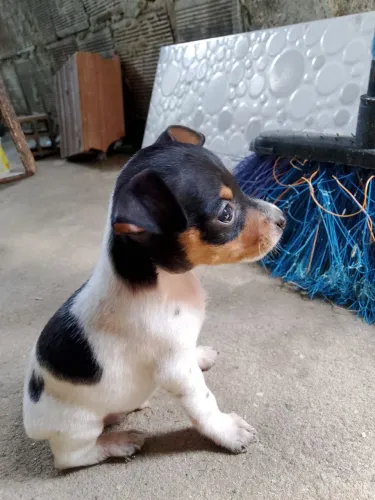 Filhote de Pinscher 