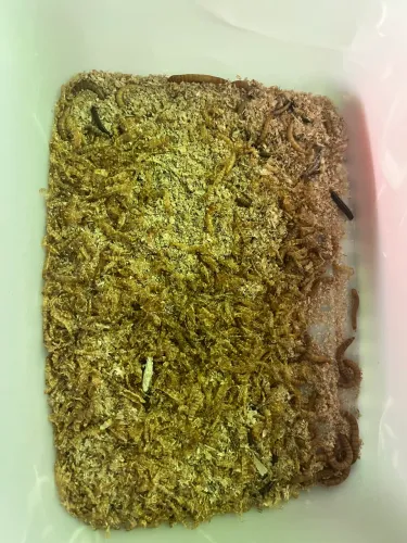 Larvas de tenébrio vivas