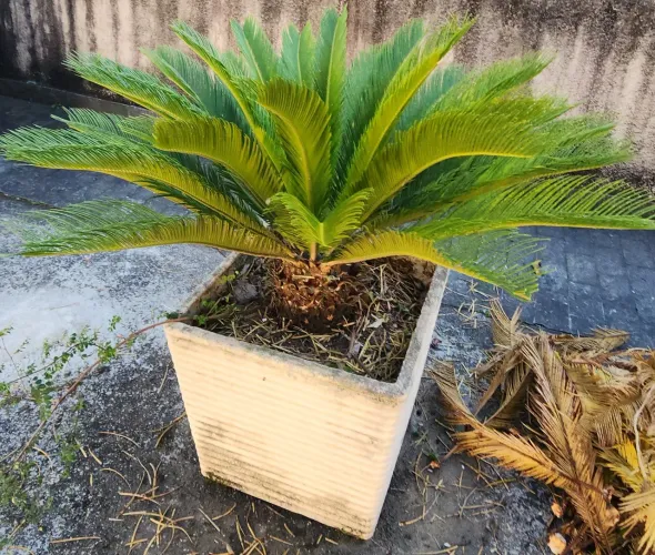 Planta CICA