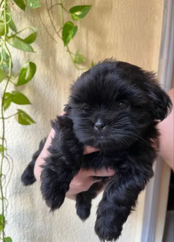 Filhote de shih tzu fêmea