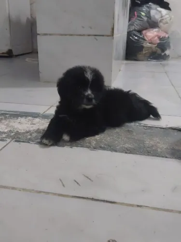Poodle com maltes 