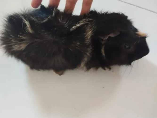 Porquinho da índia 