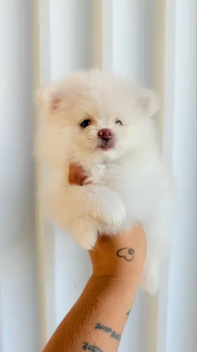 Spitz Alemão 2.600