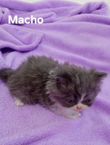 Filhotes de Gatos Persa