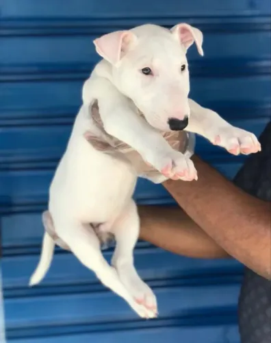 Bullterrier ¿ pacotinhos cheios de amor ?