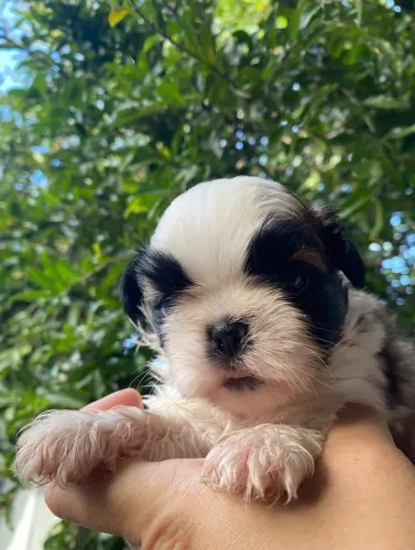 Filhote de ShihTzu Puro cachorro Macho