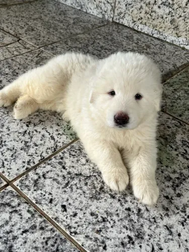 Pastor maremano italiano