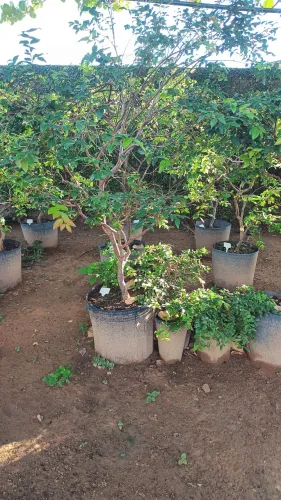 Mudas de jabuticaba