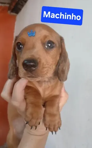 BASSET COFAP DACHSHUND TECKEL