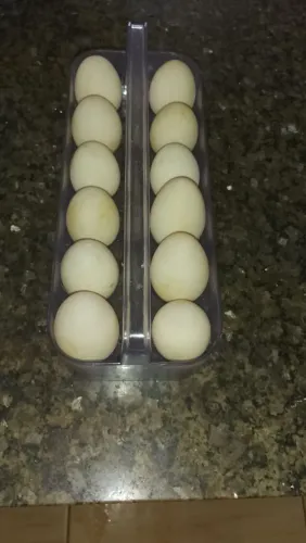 OVOS DE PATA