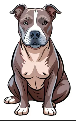 Filhote Americam Bully fêmea 