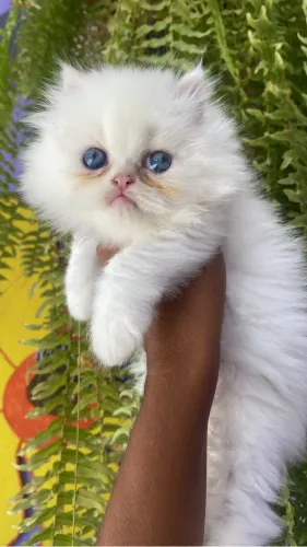 Os Mais Fofos Gato Persa Filhotinhos com Exames