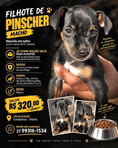 FILHOTE CACHORRO PINSCHER