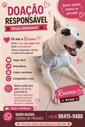 Adoção American pit bull (femea)