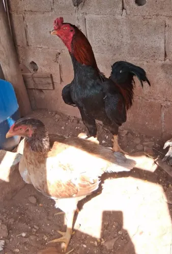 Galo indio cabloco