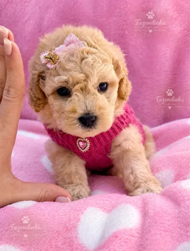 Poodles