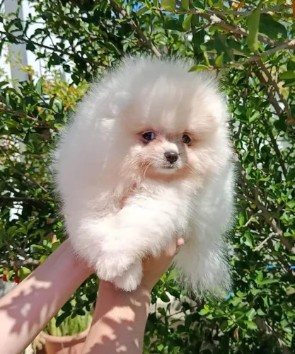Lulu da Pomerania o amor da sua Festa Junina