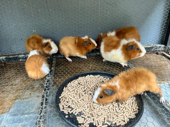 Vendo 7 Porquinho da índia raça teddy
