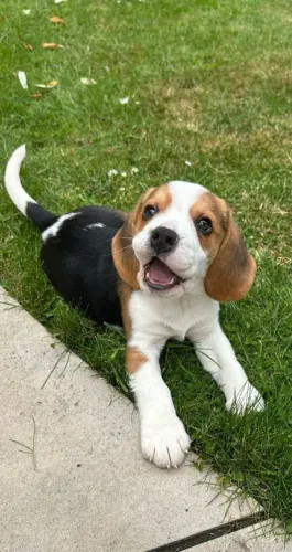 Beagle Um cachorrinho esperando para ser escolhido