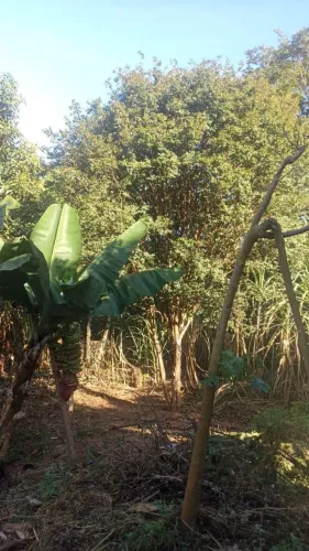 Jabuticabeira Sabará Legítima