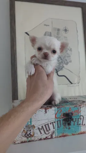 Chihuahua lindo demais 