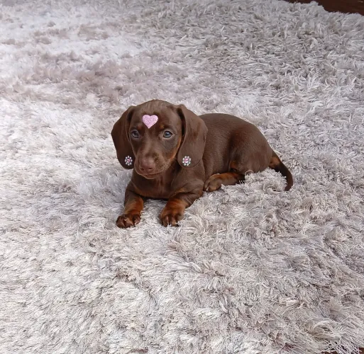 Dachshund miniatura salsichinha cofap 