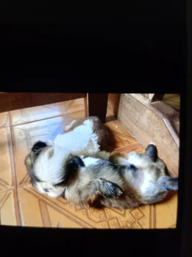 Vende-se filhote d shirzu