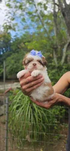 Shih-tzu bonequinha demais! Femea