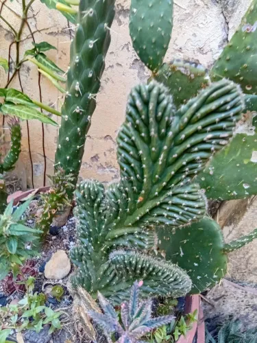 Plantas