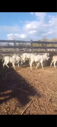 Vende se garrotes fêmea uma pela outra 1400