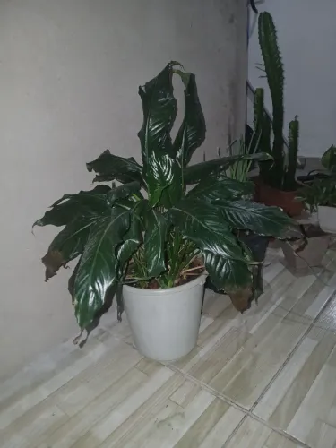 Doação de plantas + areia