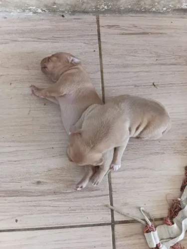 Cachorro