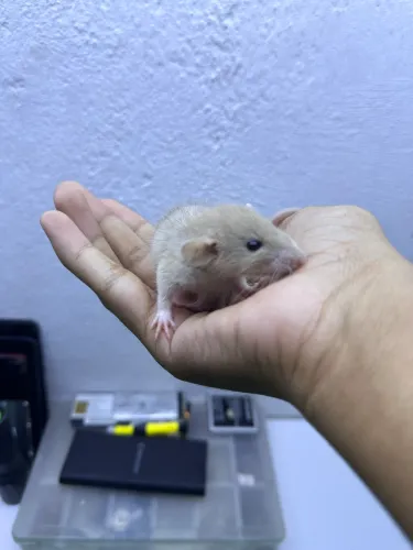 Rato Twister 