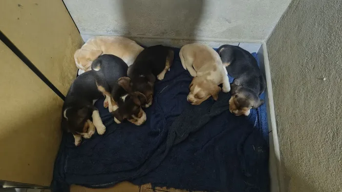 Filhotes de Beagle