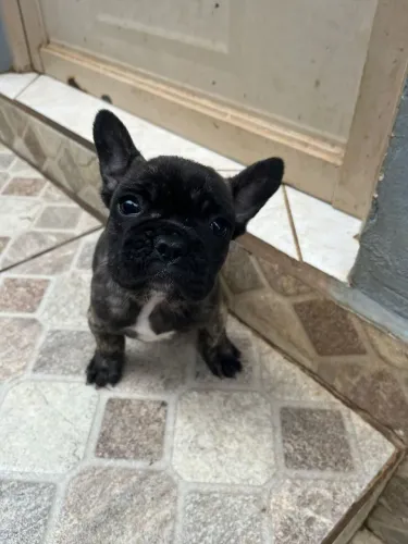 Bulldog frances