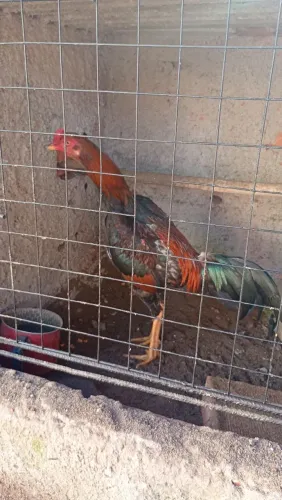 Frango mura 