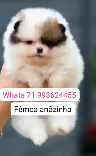 Fêmea Lulu da Pomerânia/spitz alemão minúscula com pedigree cbkc 