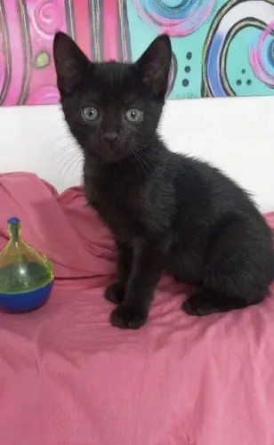 ZIGGY GATINHO FILHOTE