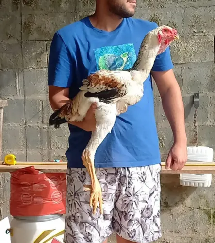 FRANGO INDIO GIGANTE
