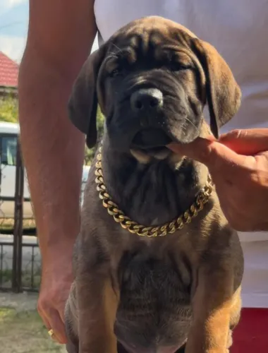 Vende-se lindos filhotes de fila brasileiro
