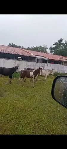 Potrinhos pampa mangalarga marcha picada