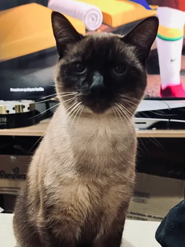 Doação gato fêmea