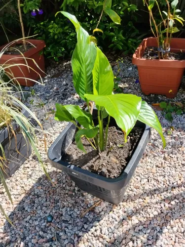 Charmosas plantas
