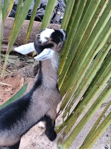 Mini bodinhos macho
