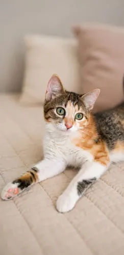 Gatinha para adoção responsável