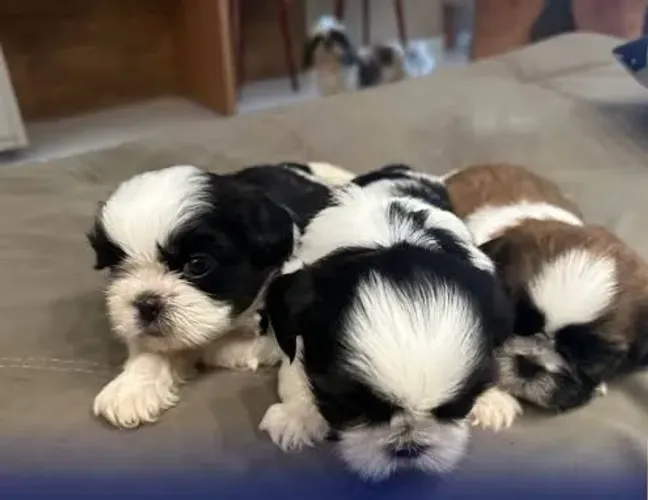 Doa-se cachorro