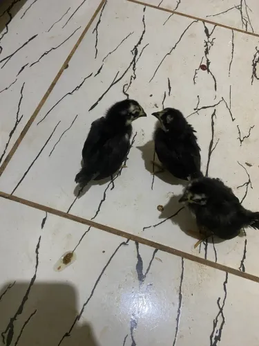 Pintinhos garnisés.