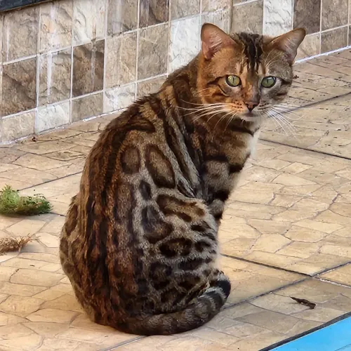 Vendo filhotes gato bengal puros