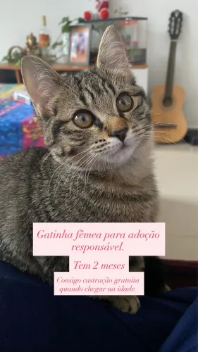 Adoção responsável gatinha fêmea 2 meses 
