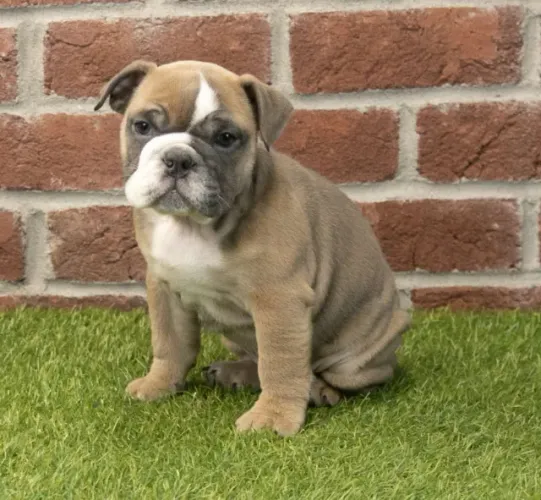 Bulldog Inglês,Bulldog Inglês Filhote Disponível Entrega Facilitada